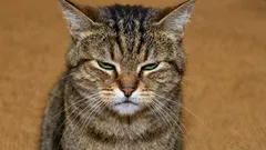 5 znepokojivých signálov, že sa vaša mačka pri vás necíti dobre