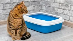 Nie je to len rozmar: Prečo mačka niekedy vykonáva potrebu mimo mačacej toalety?