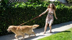 Ako naučiť psa chodiť pokojne, bez kriku a ťahania