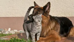 Môžu spolu žiť: tajomstvo bezpečného zoznámenia mačky a psa