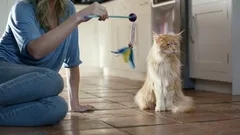 Akých ľudí si mačky naozaj vážia – a koho ignorujú