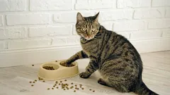 Prečo mačka nedoje z misky – a vyčíta vám to pohľadom