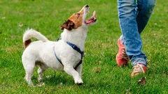 Chodí váš pes za vami ako tieň? Nie je to len zvyk – toto sa v skutočnosti deje