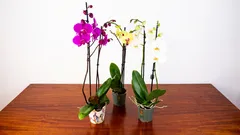 Ako prinútiť orchideu znova kvitnúť v domácich podmienkach