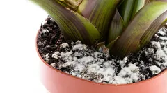 Biely povlak na pôde? Môže zabíjať vaše rastliny – jednoduché kroky ich zachránia