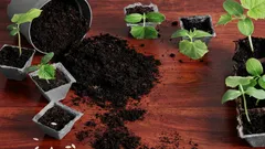 Ušetrite pri kúpe substrátu na priesady: Tu je účinný spôsob