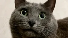 Rozprávate sa s mačkou – a ona vás naozaj počúva? Veda to vysvetľuje